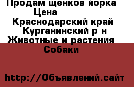 Продам щенков йорка › Цена ­ 10 000 - Краснодарский край, Курганинский р-н Животные и растения » Собаки   